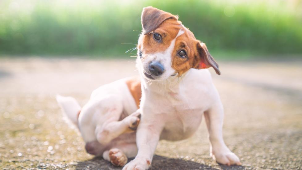 seborrhea in dogs; a dog scratches themselves, a symptom of seborrhea.